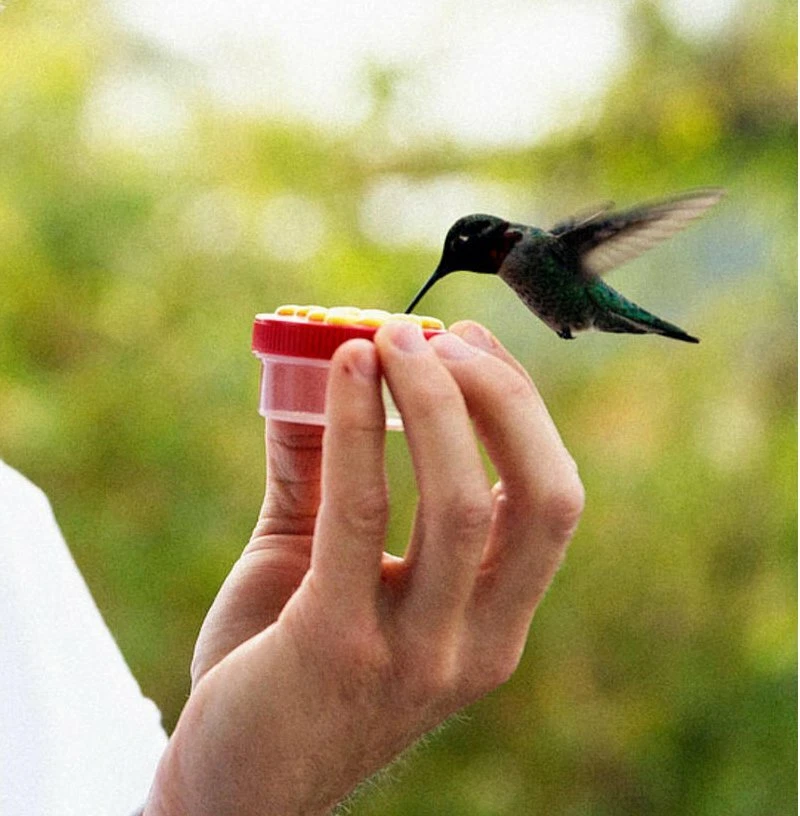 Handmade Handheld Hummingbird Nectar Hand Feeder With Cypress Vine