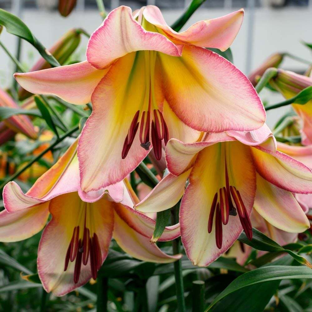 BEIJING MOON ORIENPET LILY FLOWER BULBS HARDY 4-5 FEET TALL BEIJING MOON ORIENPET LILY FLOWER BULBS HARDY 4-5 FEET TALL