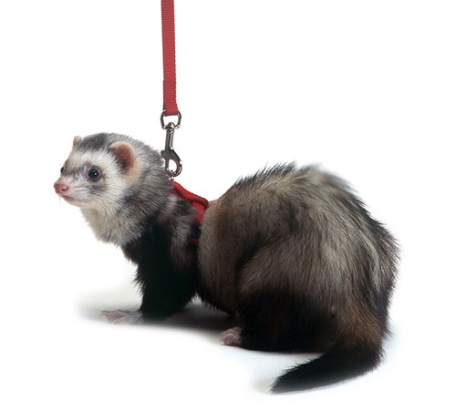 Marshall Pet Harness & Lead Set- Assorted Color - Picture 3 of 11