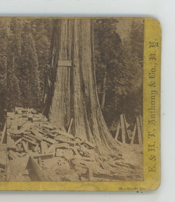 Rhode Island Mammoth Trees California CA E&HT Anthony Stereoview c1870
