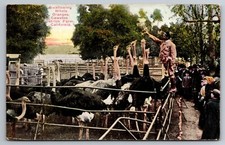 Ostriches Swallowing Whole Oranges Cawston Ostrich Farm S Pasadena CA Postcard