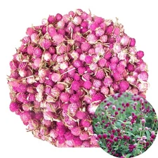 TooGet Dried Flowers Gomphrena globosa Flower, Natural Globe Amaranth Flower ...