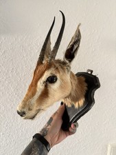 Gazelle Trophäe Geweih Präparat Jagd Deko Afrika Antilope Hörner Safari