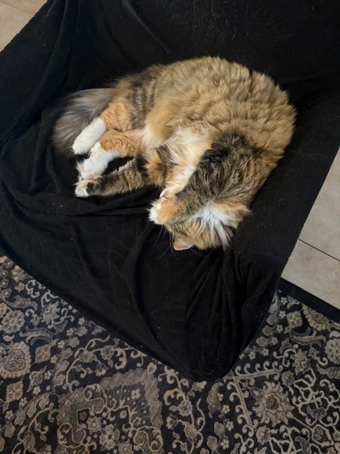 2009 SILVER QUARTER SET NO COA OR BOX - Image 4 of 4