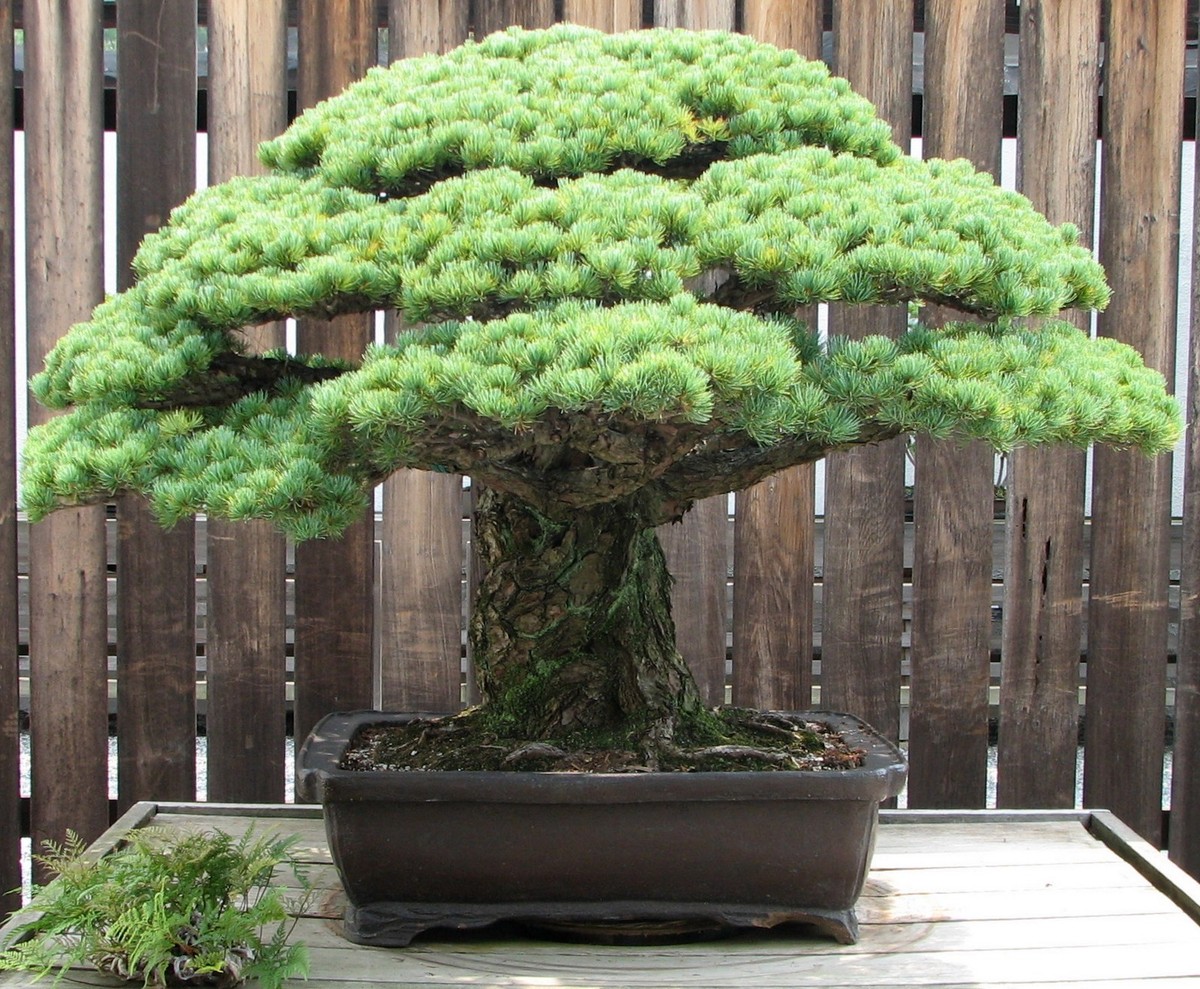 SAMEN Wintergarten winterhart frosthart Garten Bonsai HIMALAYA KIEFER  Nadelbaum