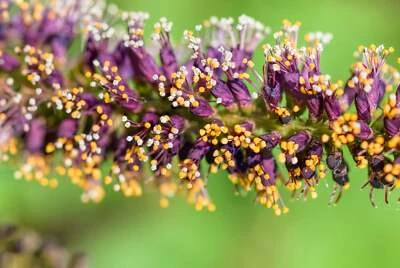 SEEDVILLE USA 50 FRAGRANT FALSE INDIGO (Dwarf Wild Indigo) Amorpha Nana Flower Seeds