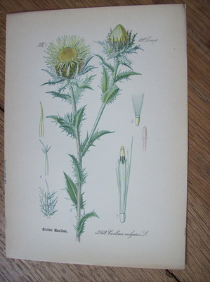 Antike Grafik Chromo-Lithographie Flora ~1890 Kleine Karline (Carlina vulgaris)