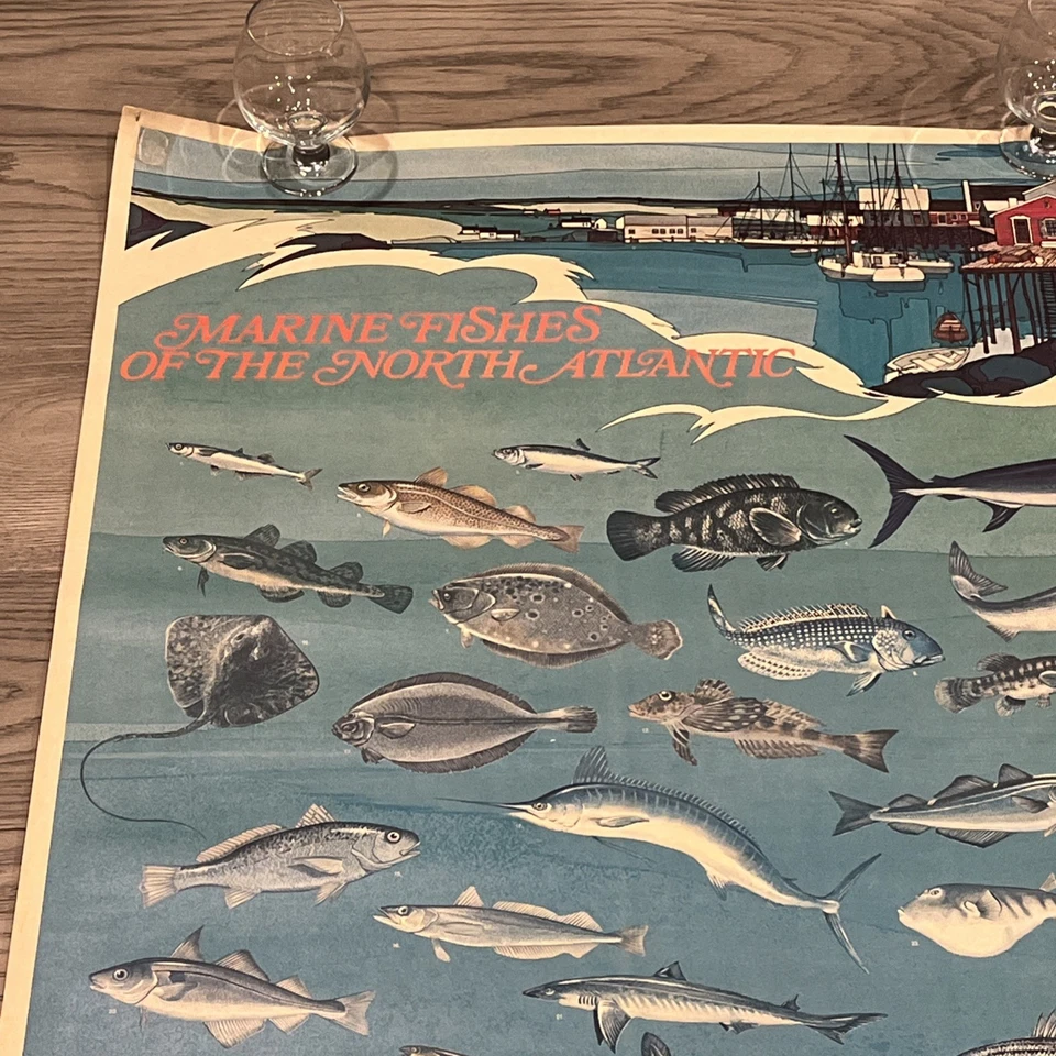 Póster vintage de peces marinos del Atlántico Norte NOAA 1973 GRANDE 48" X 30" Foto 2 de 4