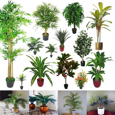 GROSSE PALME tropische Pflanzen für Zuhause oder Büro Display - Bambus, Yukka, Mango