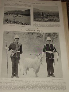 1898 REGIMENTAL GOAT ROYAL WELSH FUSILIERS SGT DRUMMER | eBay
