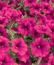 ~ Tidal Wave CHERRY * Trailing Petunia * 20 Pelleted Seeds *