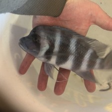 Large Mpmbe Frontosa 10