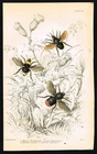 Bumblebees Antique Print – Jardine 1830s Hand-Colored Engraving, Plate 18