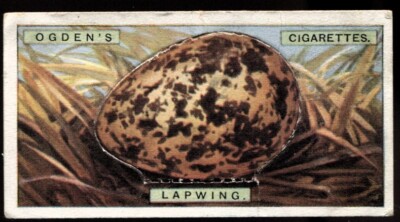 Tabakkarte, Ogen, VÖGEL EIER ausgeschnitten, 1923, Kiebitz, #20