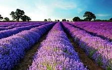 Landscape lavender field purple flowers Custom Gaming Mat Desk