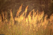 500+INDIAN GRASS Seeds Native Prairie Wildflower Ornamental Poor Soils Heat Cold
