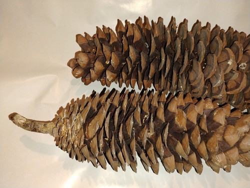 Lot Of 2 Giant Sugar Pine Cones 17.5"16.5 Large Huge Pinecones Crafts Decoration - Picture 5 of 8