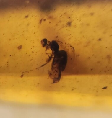 Hymenoptera (Wasp) Burmese Amber Inclusion (Burmite) - Cretaceous - Myanmar