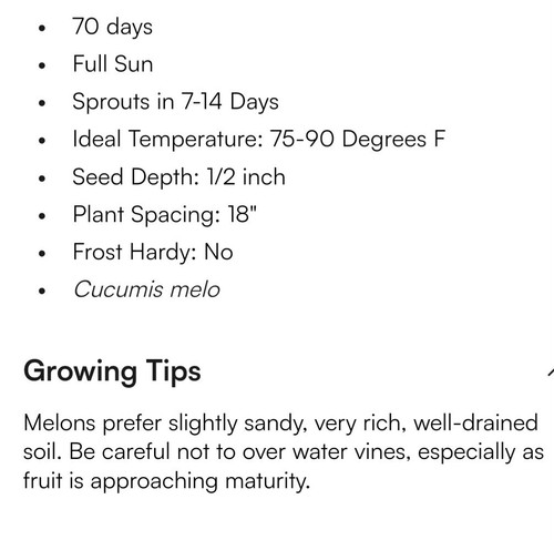 Kajari Melon Seeds,minimum 25 Seeds Of This Home Grown Delicious RARE Fruit - Picture 9 of 11