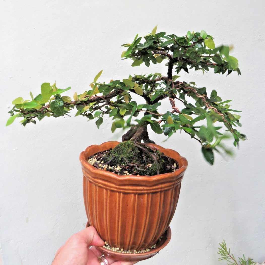 Fig Tree Indoor Bonsais for sale | eBay