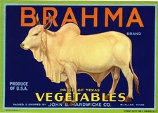 McAllen Pride of Texas Brahma Bull Vegetable Crate Label Art Print