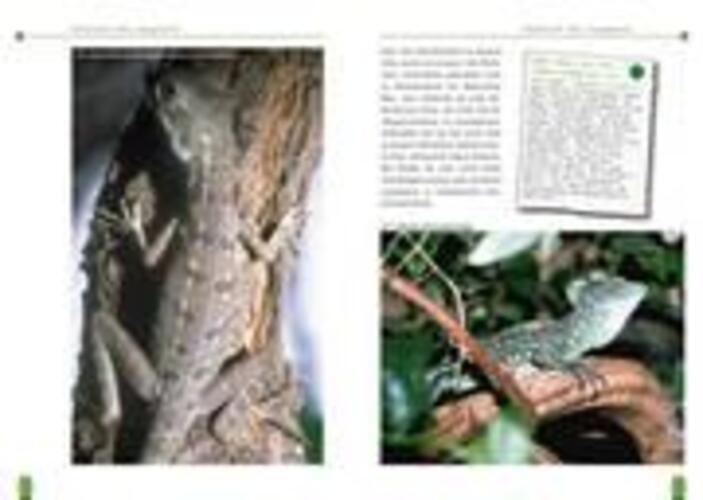 Thumbnail - Der Stirnlappenbasilisk | Basiliscus Plumifrons | Ingo Kober |