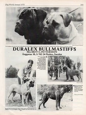 BULLMASTIFF DOG BREED KENNEL ADVERT PRINT PAGE DURALEX KENNELS DOG WORLD 1978