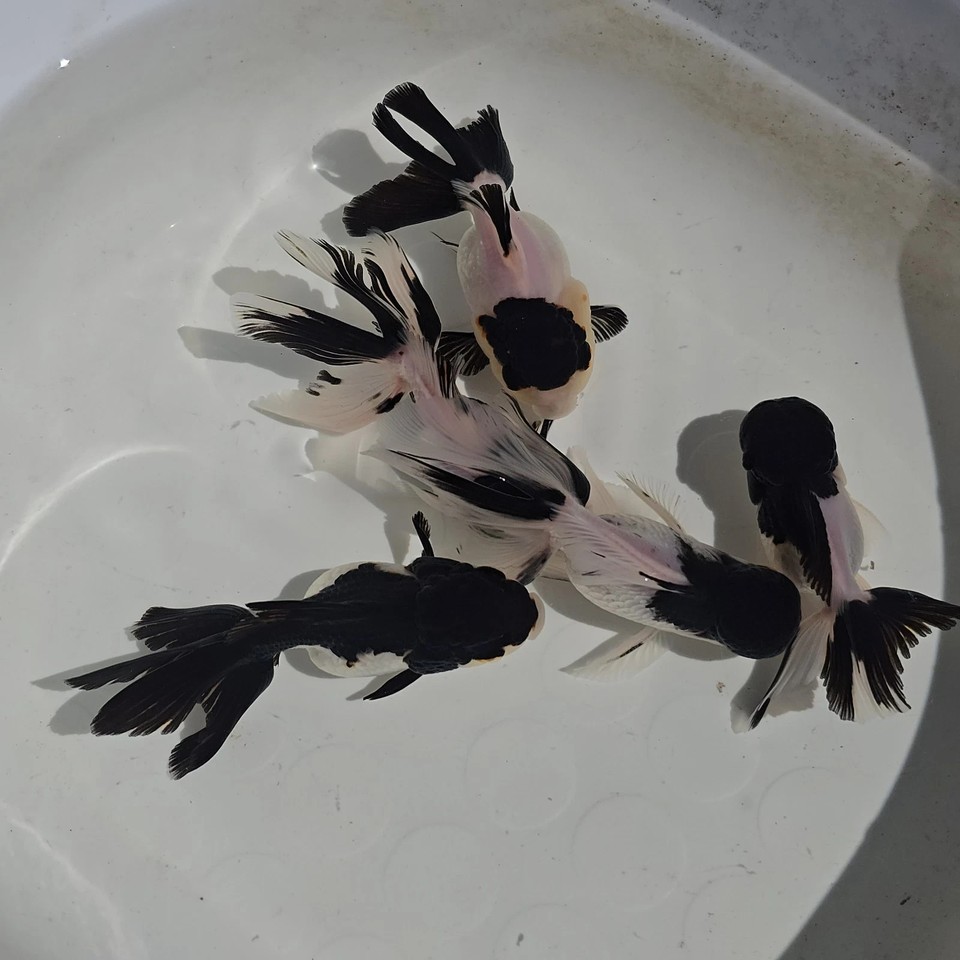 Live Fish Oranda Goldfish Juvenile Black cap Panda 2-2.5 inch Volume ...