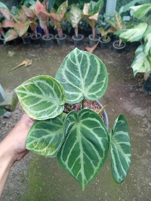 Real Picture Anthurium Dorayaki Rare Plant