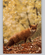 Red Fox Autumn Scene Canada Postcard 1988 Postcard