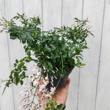 Jasmine Floral fragrant climber. Winter Hardy 12cm pot 25-30cm tall stems