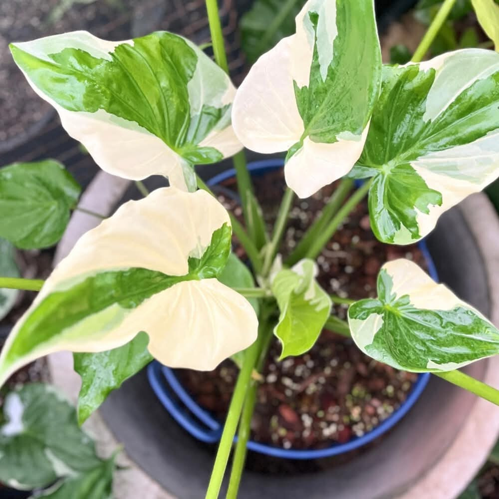 Alocasia Cucullata albo Var. ククラータ斑入り Alocasia Cucullata