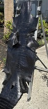 8 Foot Beautiful Black Alligator Belly Professionally Tanned