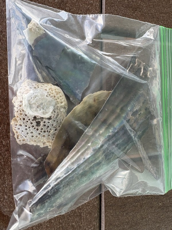 Natural Seashell Pieces Mix Beach Finds Coastal Craft Decor Bulk