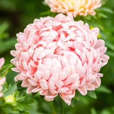 Peony / Paeony Duchess Apricot Aster Seeds | 50 - 1,000 Seeds | Free Ship 1233