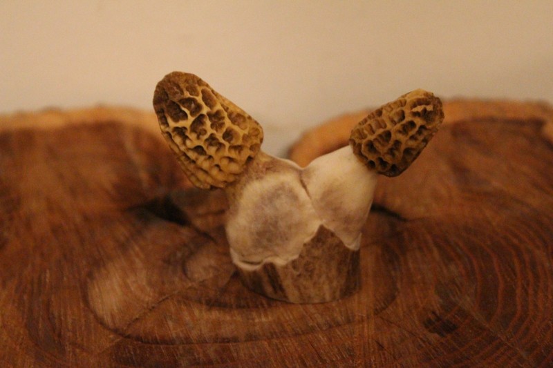Custom Carved Pair of Morel Mushrooms from a Moose, Elk, Whitetail  Antler Fork