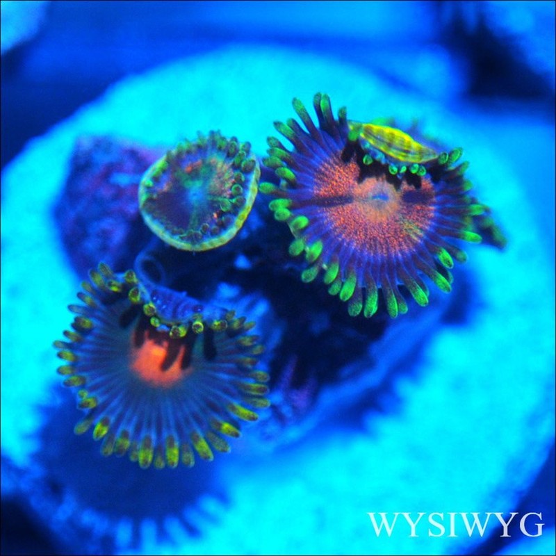Corals of Eden ~ WYSIWYG Live Coral Frag ~ Ultra Zoa - Soft Coral