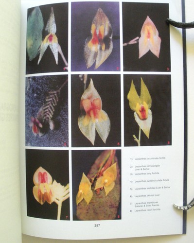 Monografía del género Lepanthes Sw. (Orchidaceae) para Guatemala. F Archila. - Picture 7 of 8
