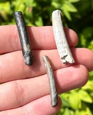 Pterosaur Teeth Fossils from Niger LOT OF 3 Flying Dinosaur Tooth Collection