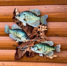 White Crappie Replica Driftwood Scene, 2D Flat Metal Fish Art Cabin Decor