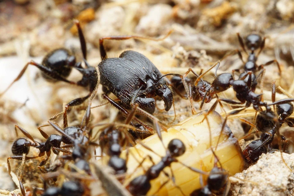 BLACK FRIDAY SALE! Pheidole Rhea Colony 75w Queen Ant 2025 - insect feeder RARE - Image 3 of 3