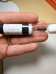 Red Carpenter Ant Queen With Eggs. Camponotus Chromaiodes Auction 4