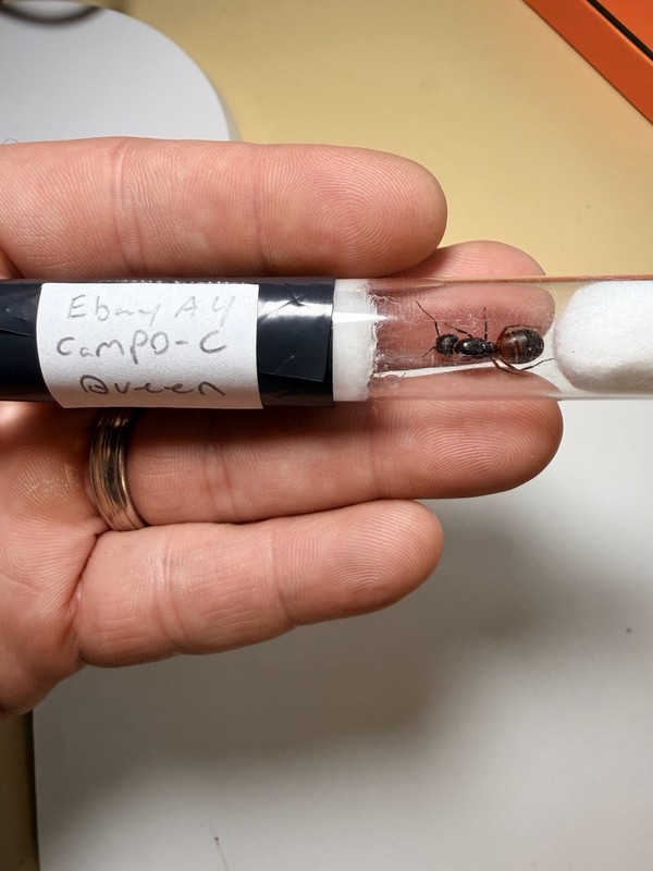 Red Carpenter Ant Queen With Eggs. Camponotus Chromaiodes Auction 4