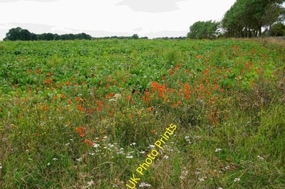 Foto A3 Mohn am Kohlfeld Hawling Die Ernte ist sicher etwas m c2015