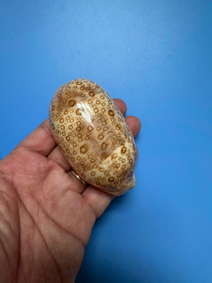 82.9mm | Cypraea Argus | F+++ | Beautiful Shell
