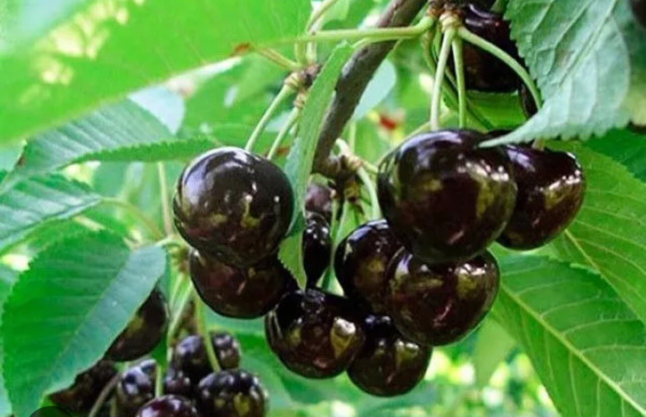 España Cereza Negra 10 Semillas