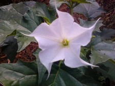 Datura White Flower 50 seeds