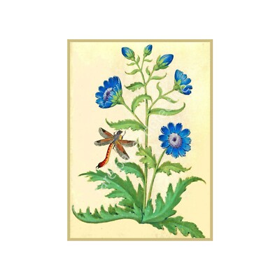 Botanical Print, Antique Flower Art with Dragonfly, Reproduction Art, 5'' x 7''