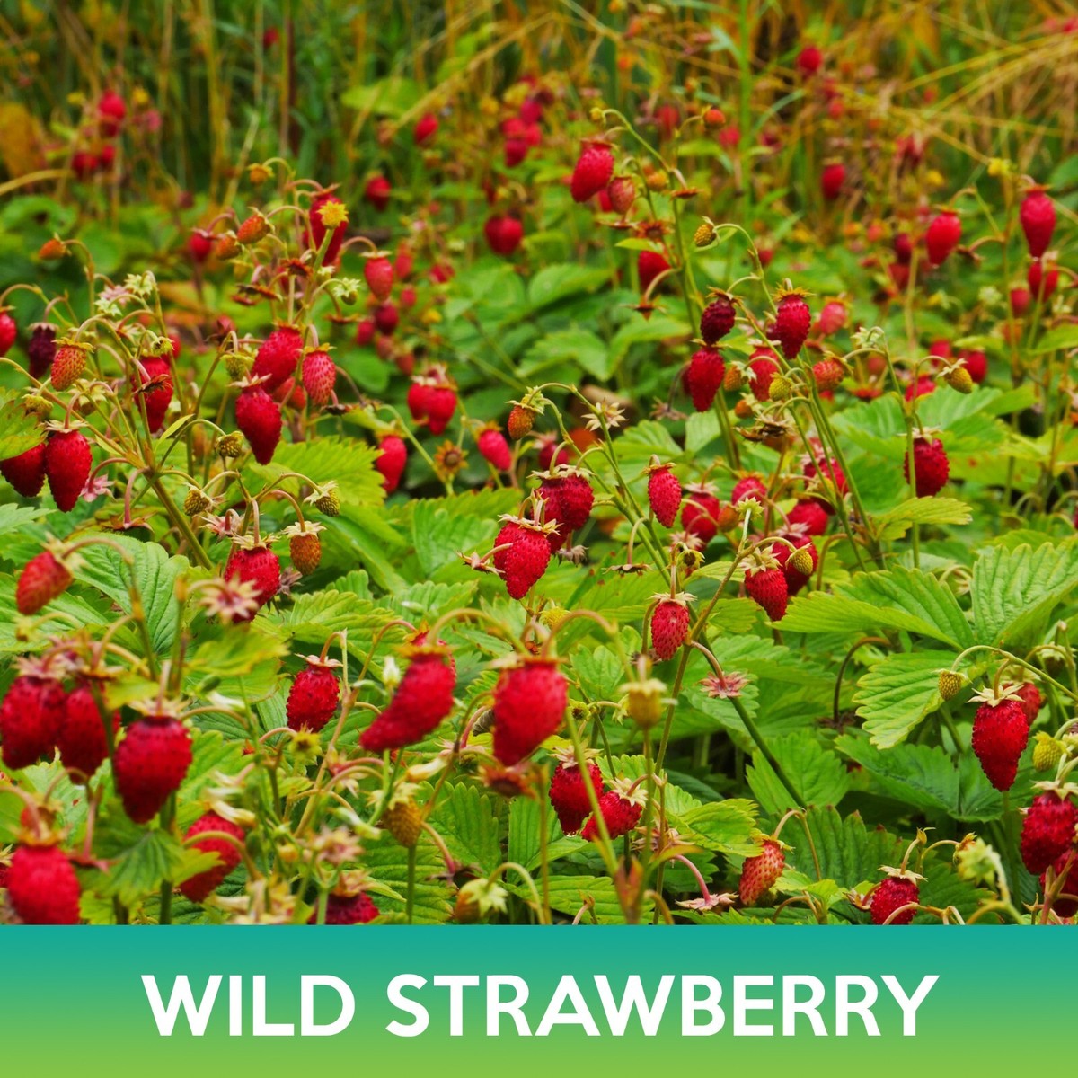 Wild Strawberry Seeds, Alexandria Alpine Strawberry | eBay