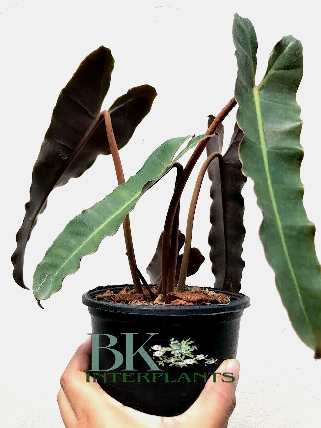 Philodendron Black Billietiae Hybrid Rooteed Plant Rare Houseplants Free  Phyto | eBay